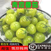 清甜小番茄 山东绿色圣女果甜爆汁小西红柿清甜孕妇水果顺丰