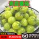 清甜小番茄 山东绿色圣女果甜爆汁小西红柿清甜孕妇水果顺丰