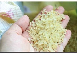 五華雁山湖農產品服務中心梅州特產五華農家菩米熟米大米散裝5斤