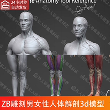 带分块男性女性人体结构解剖肌肉全身体zb角色建模人物3d模型ztl
