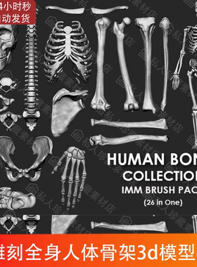 zbrush人体骨骼3d模型obj笔刷zb人类骨架骷髅头骨解剖雕刻zbp笔刷