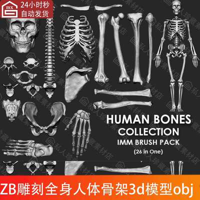 zbrush人体骨骼3d模型obj笔刷zb人类骨架骷髅头骨解剖雕刻zbp笔刷