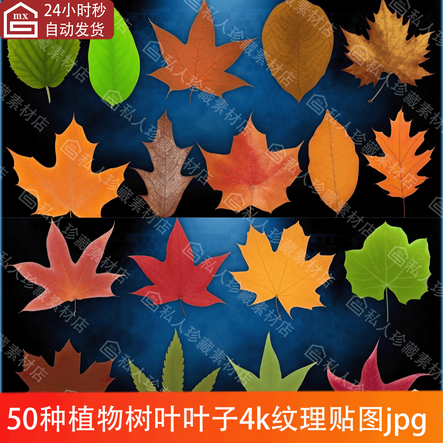 50种绿植树叶叶子贴图4K植物黄绿红枫叶扇葵叶三角叶龟背叶素材