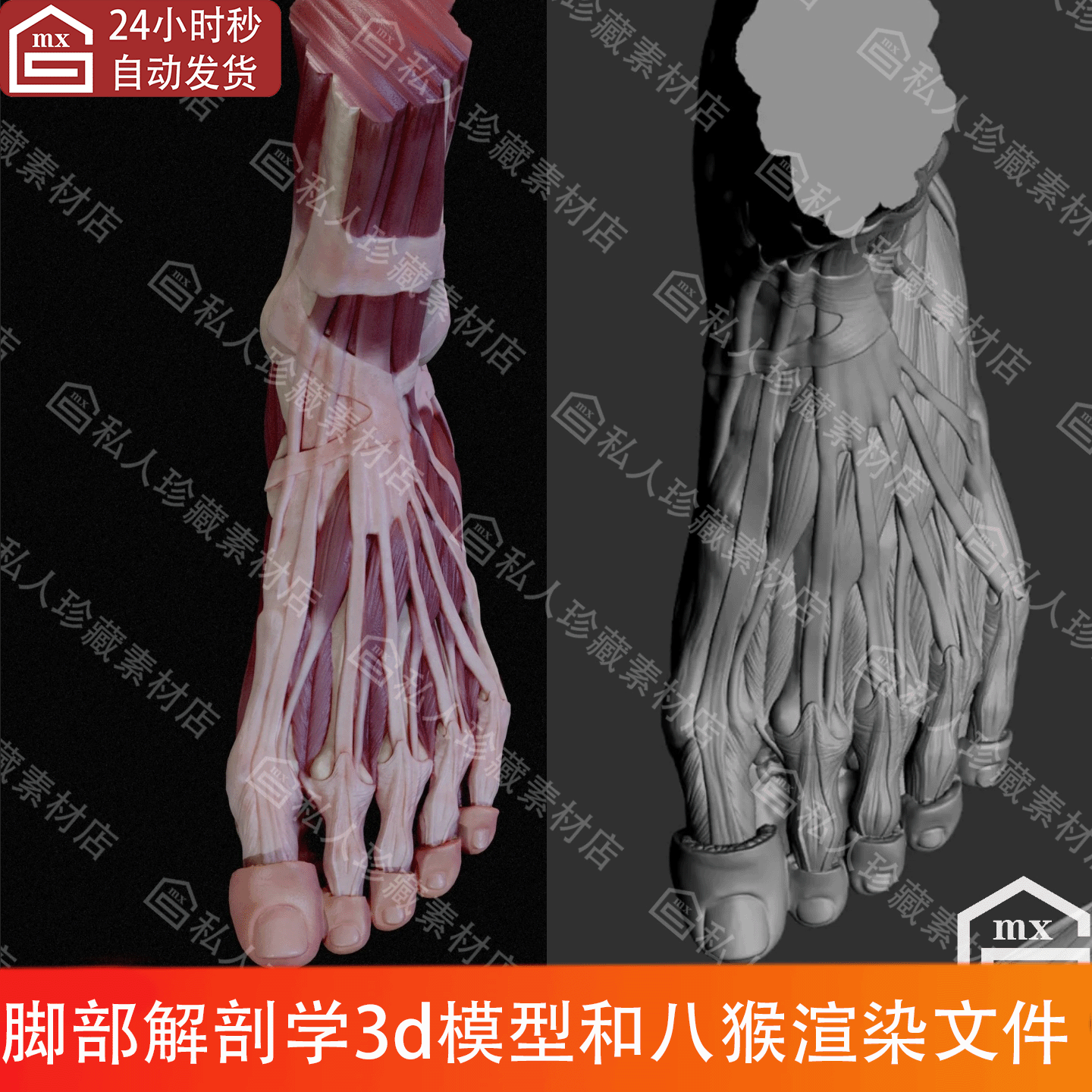 ZBrush女脚部足部解剖学肌肉肌腱结构3d模型obj可打印八猴源文件
