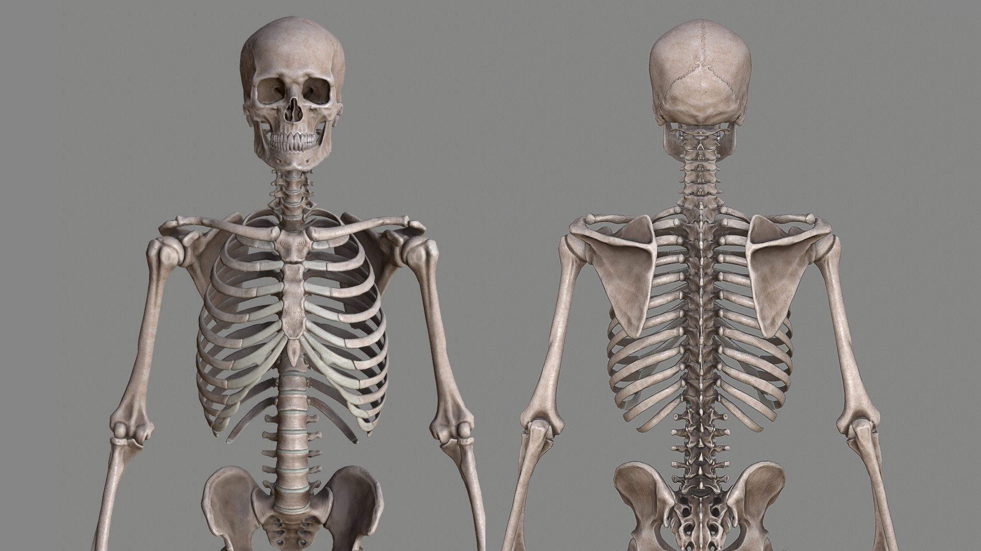 人体全身骨骼结构骨架骨头骷髅头骨3d模型带贴图3dmax fbx obj