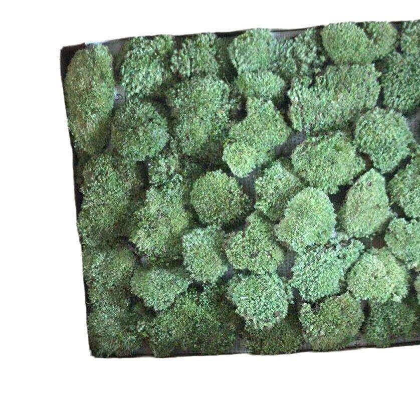 鲜活野生新鲜白发草皮苔藓短绒大灰藓园林花园植物造景微景观材料