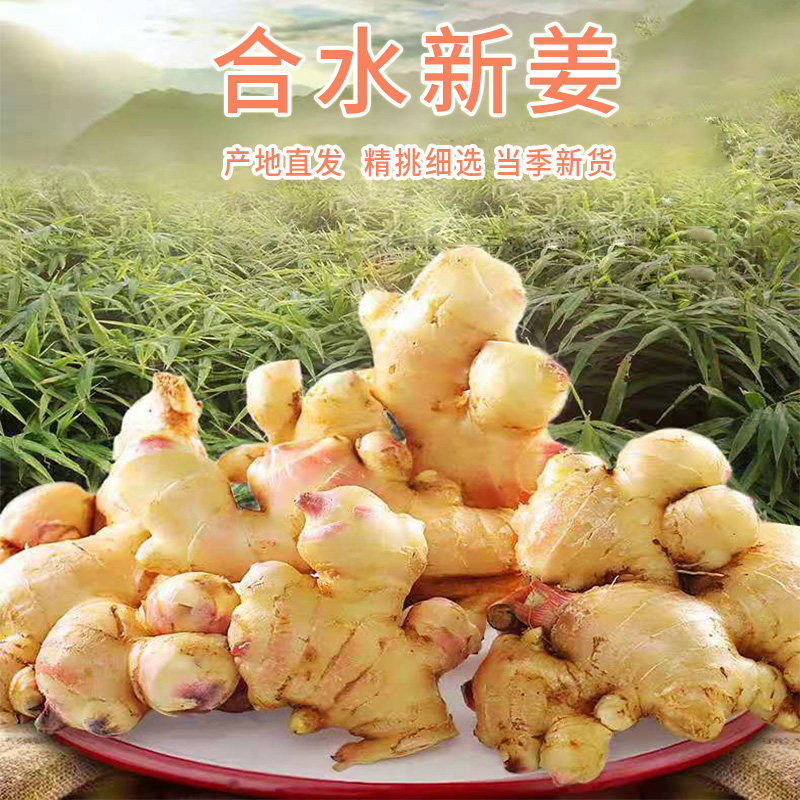 嫩姜生姜高明合水新姜嫩月子姜无渣姜新鲜现挖小黄姜红芽子姜泡菜 - 实物图