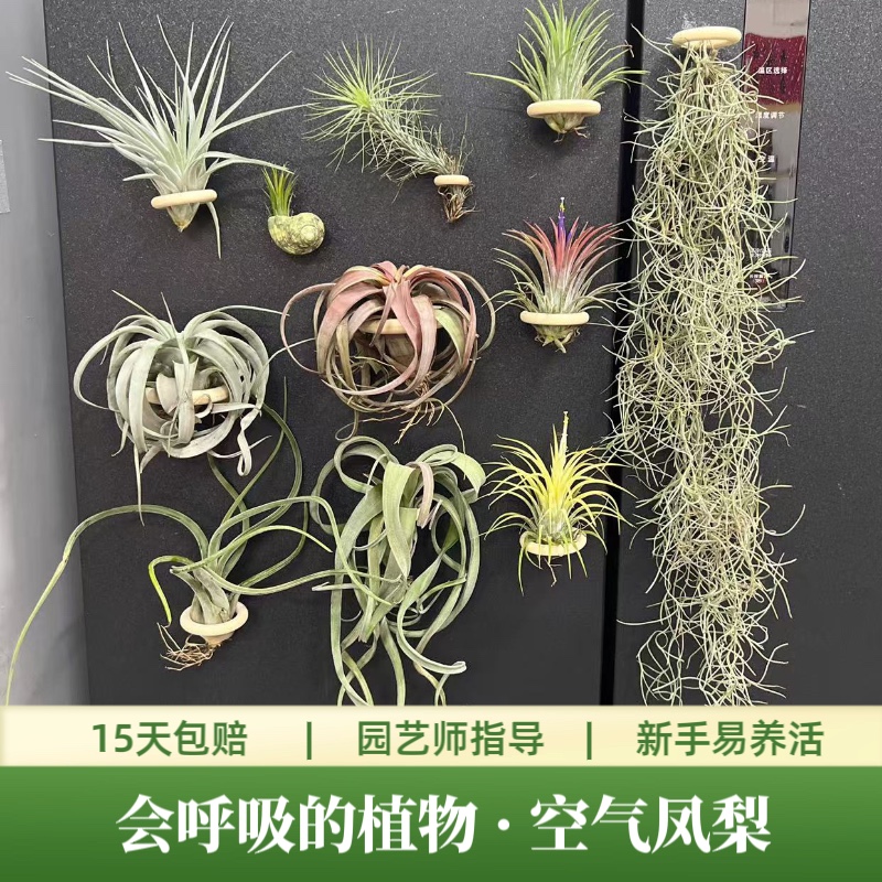 客厅厨房装饰绿植装修懒人植物