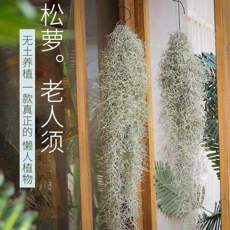 懒人无土空气凤梨净化空气吸甲醛