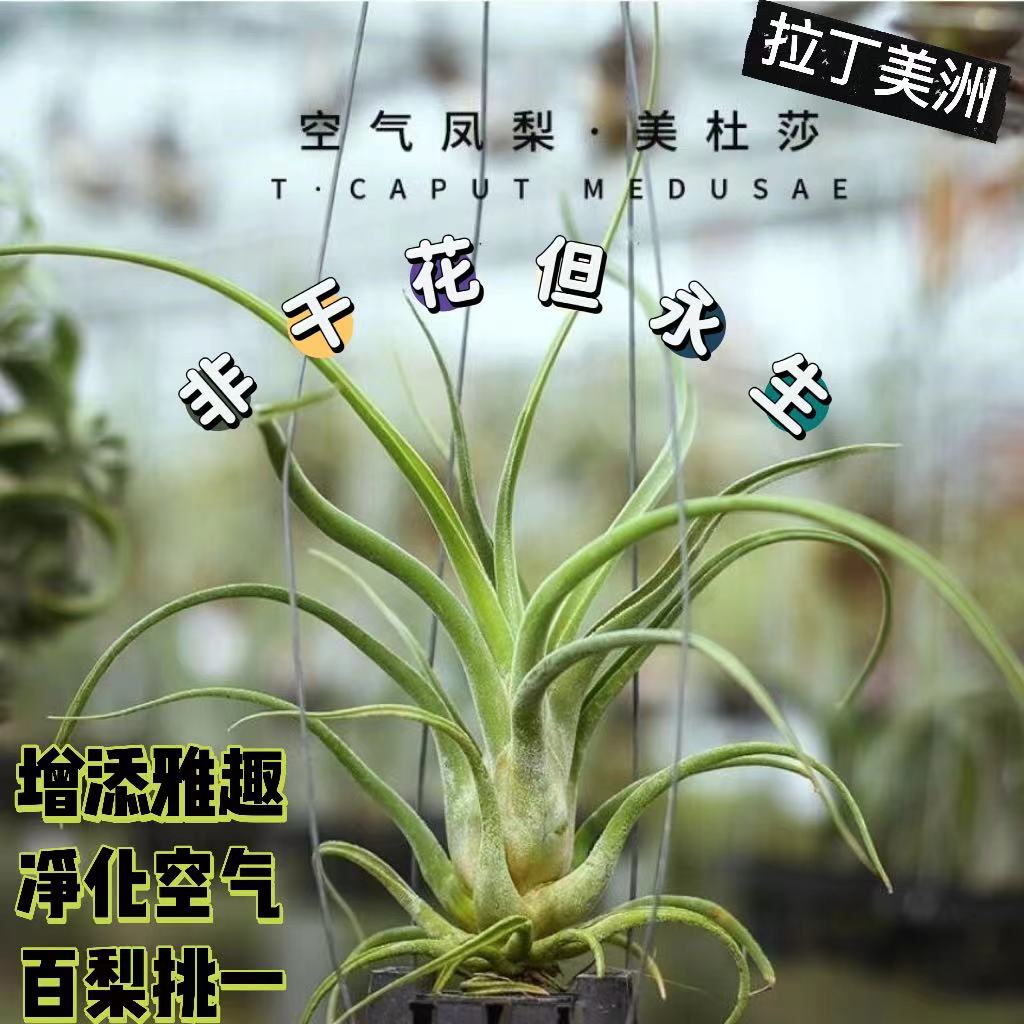 空气凤梨盆栽造景绿植空凤君设计