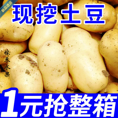 土豆新鲜5斤农家自种蔬菜黄心土豆现挖马铃薯洋芋整箱包邮