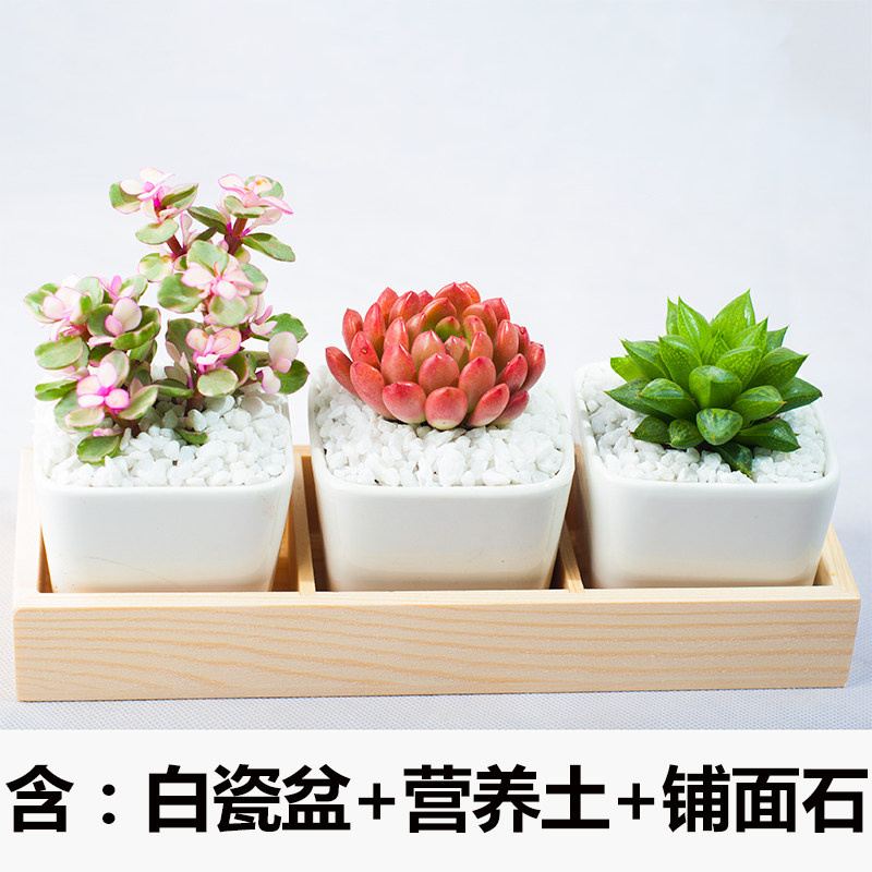 多肉植物组合盆栽含盆土肉肉办公室阳台的价格 多肉植物组合盆栽含盆土肉肉办公室阳台的优惠券 多肉植物组合盆栽含盆土肉肉办公室阳台十大排行榜 多肉植物 组合盆栽含盆土肉肉办公室阳台淘宝哪家好 绝对值