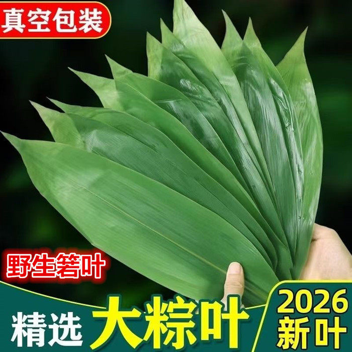 粽叶新鲜粽叶野生大粽子叶箬叶100片真空家用大号叶子包粽子非芦