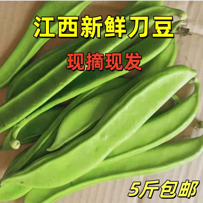 江西刀豆农家自种新鲜蔬菜现摘