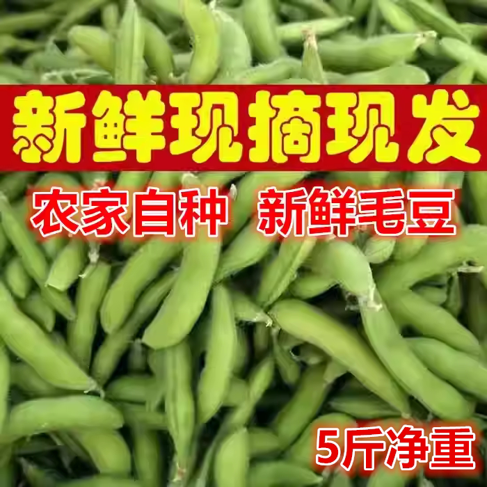 毛豆新鲜带壳毛豆青豆现摘现当季带壳农家自种蔬菜豆角江西农产品