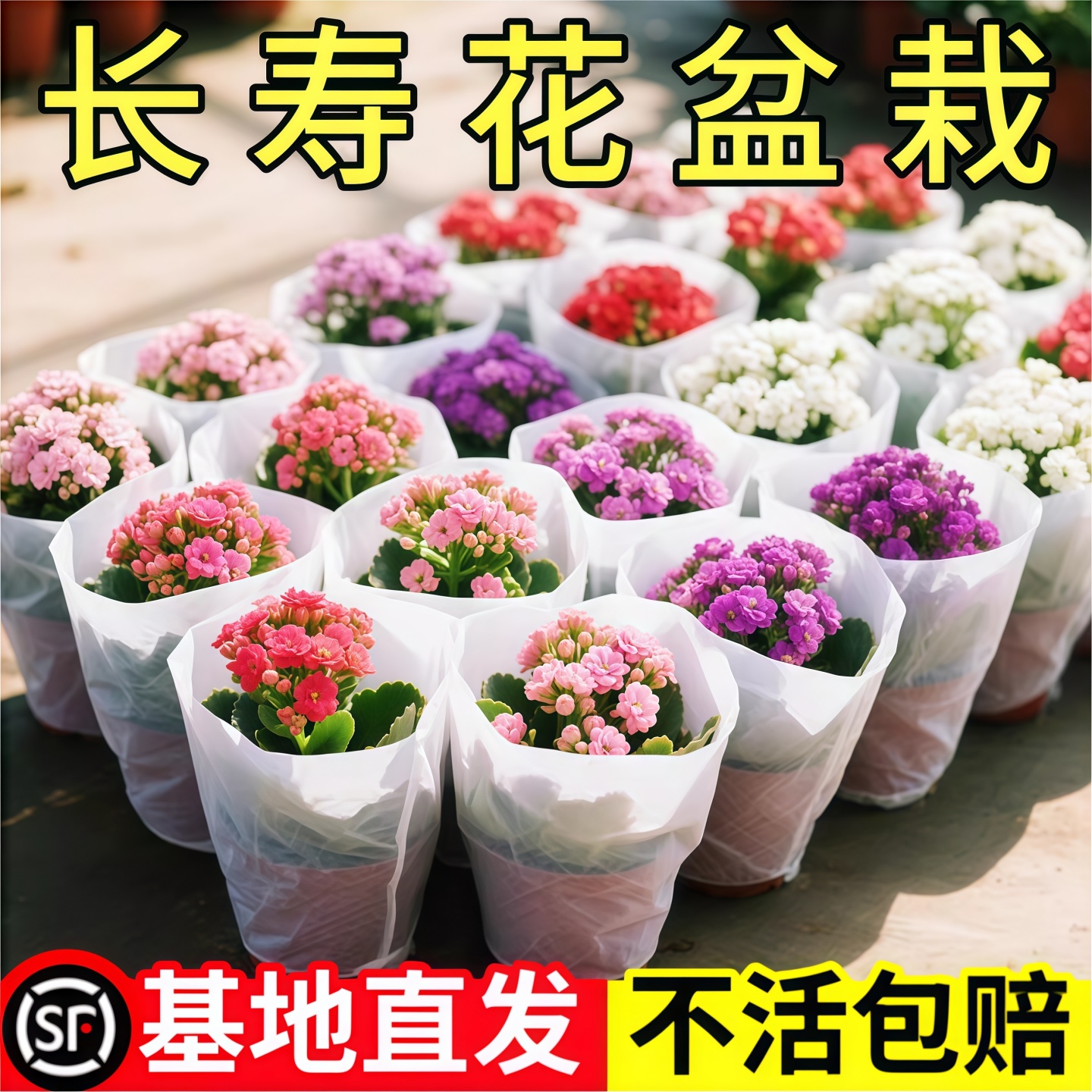 长寿花盆栽重瓣变色龙大带