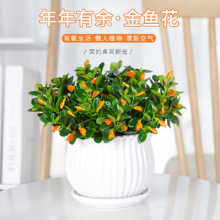 常青 金鱼吊兰盆栽四季 观花植物金鱼花室内客厅观花植物豆瓣绿四季