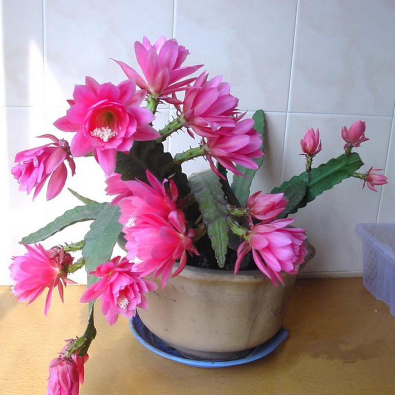 花卉室内绿植仙人多肉植物粉色令箭荷花苗盆栽 叶片插苗 带根发货,鲜花速递/花卉仿真/绿植园艺,造型盆景,淘宝优惠券,粉丝福利购,淘宝优惠卷