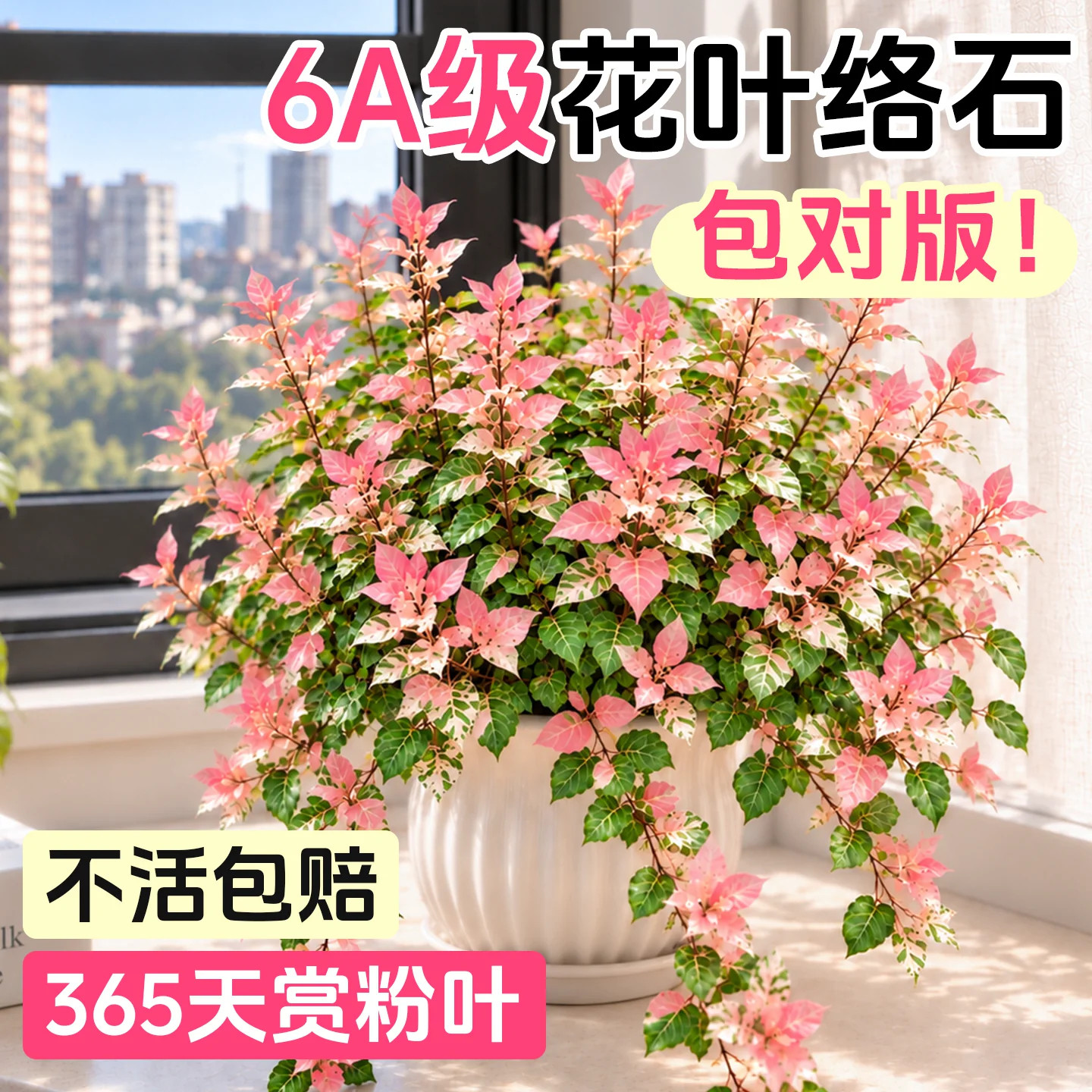 花叶络石垂吊盆栽绿植室内四季耐寒好养桌面办公室造景花卉易种植