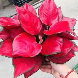 吉利红盆栽水培土培花卉如意皇后中国红室内植物净化空气好养植物