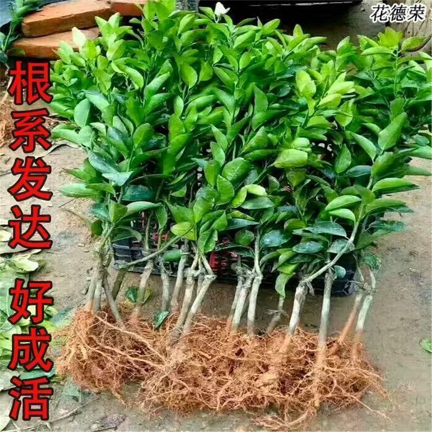 沙糖桔树苗地栽盆栽南方北方种植