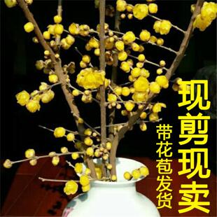 腊梅枝腊梅花树盆栽腊梅鲜花带花苞干枝腊梅枝条遇水开鲜切花水养
