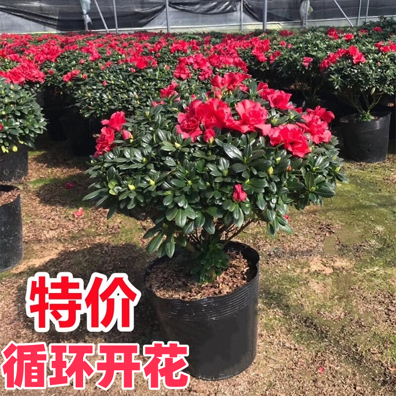杜鹃花盆栽映山红苗多季开