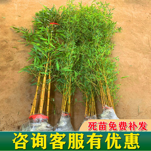 竹子苗庭院四季常青金镶玉竹黄金竹花园观赏植物室内盆栽景观金竹