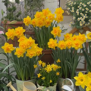 【对版】荷兰进口重瓣洋水仙花种球水培土培水养耐寒花卉盆栽植物