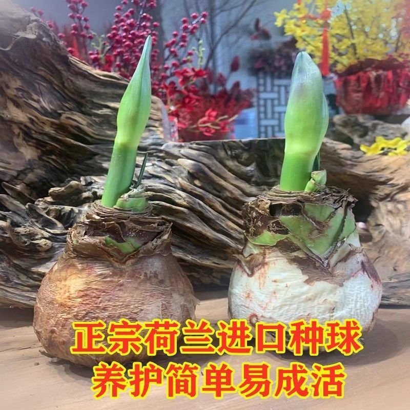 【重瓣大花】荷兰进口朱顶红种球重瓣多年生球根植物绿植花卉盆栽 鲜花速递/花卉仿真/绿植园艺 花托/移动托盘 原图主图