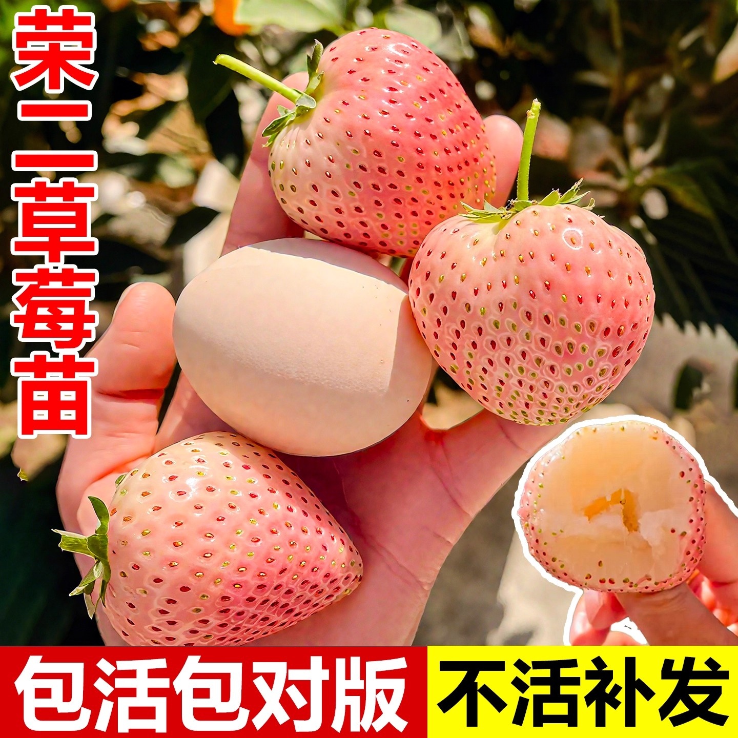 荣二草莓苗盆栽四季结果原盆原土