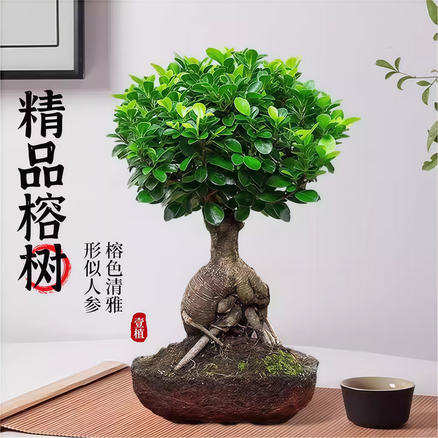 大榕树盆景办公室内提跟人参盆栽老桩桌面造型小榕树植物四季常青