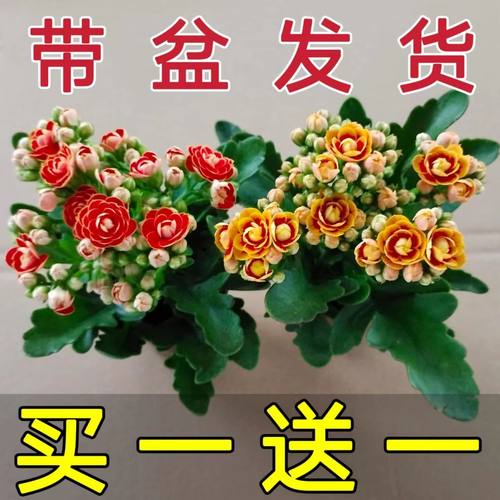 【稀有长寿花】金狐狸盆栽大