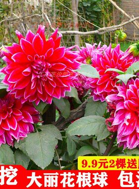 重瓣大丽菊花地瓜苗种球庭院