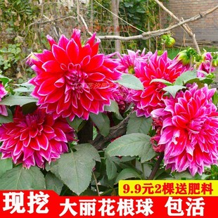 重瓣大丽菊花地瓜苗种球庭院阳台盆栽地栽多年生球根花卉观花植物