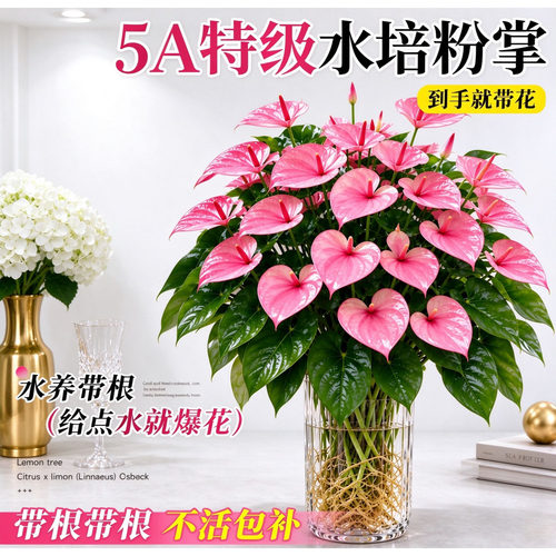 室内易养水培绿植粉掌白掌带花
