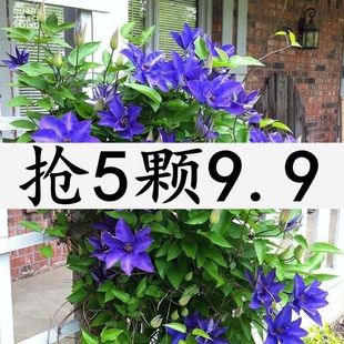 5棵9.9四季 铁线莲花苗带芽爬藤植物花卉盆栽观花植物室内花庭院包