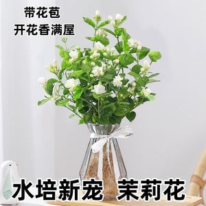 茉莉花苗盆栽带苞水培卉植