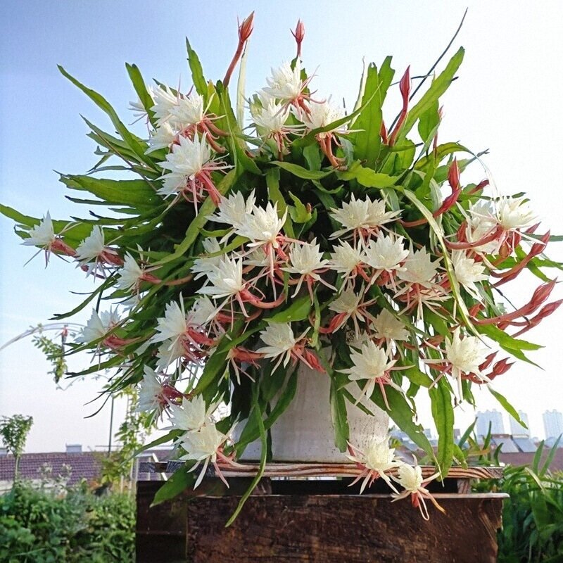 昙花苗卉盆栽植物室内阳台