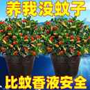 好养易活绿植盆栽 驱蚊虫 金鱼花吊兰耐寒热植物客厅花卉四季