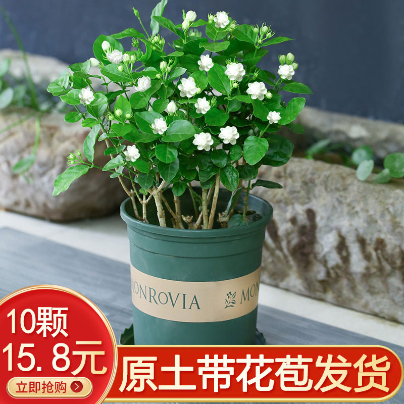 虎头茉莉花盆栽重瓣花苗浓香型带花苞室内花四季花卉植物当年开花