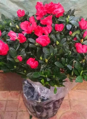 循环开花映山红杜鹃花苗盆栽室内庭院植物杜娟花树状盆带花苞发货