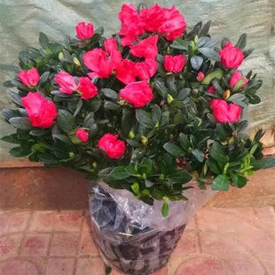 循環(huán)開花映山紅杜鵑花苗盆栽室內(nèi)庭院植物杜娟花樹狀盆帶花苞發(fā)貨