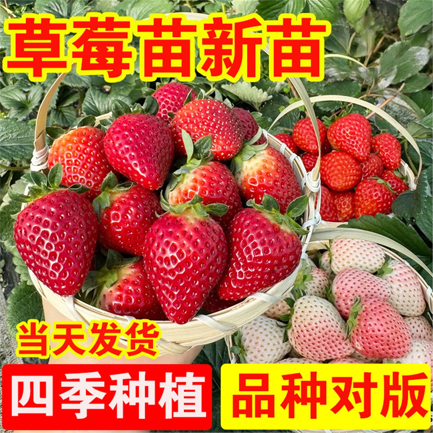 草莓苗穴盘苗四季结果盆栽地栽