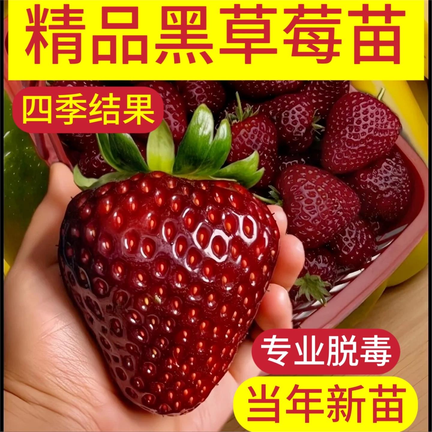 黑珍珠草莓苗真红美铃四季结果