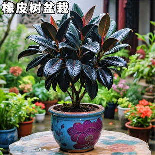 黑金刚橡皮树盆栽家庭室内客厅四季长青花卉净化空气绿色观叶植物