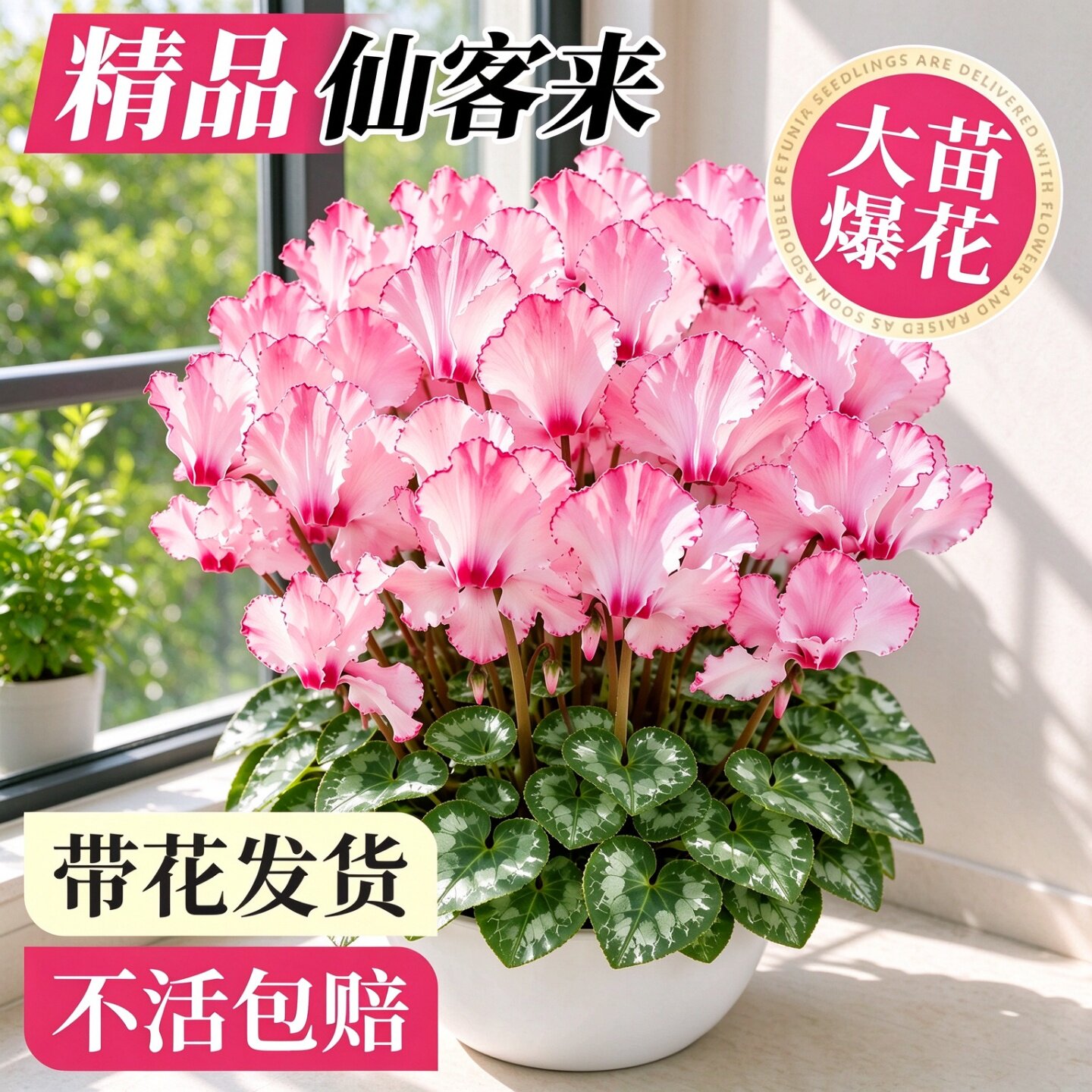仙客来盆栽带花特大苗室内好养绿植重瓣蝶衣品种阳台客厅观赏花卉