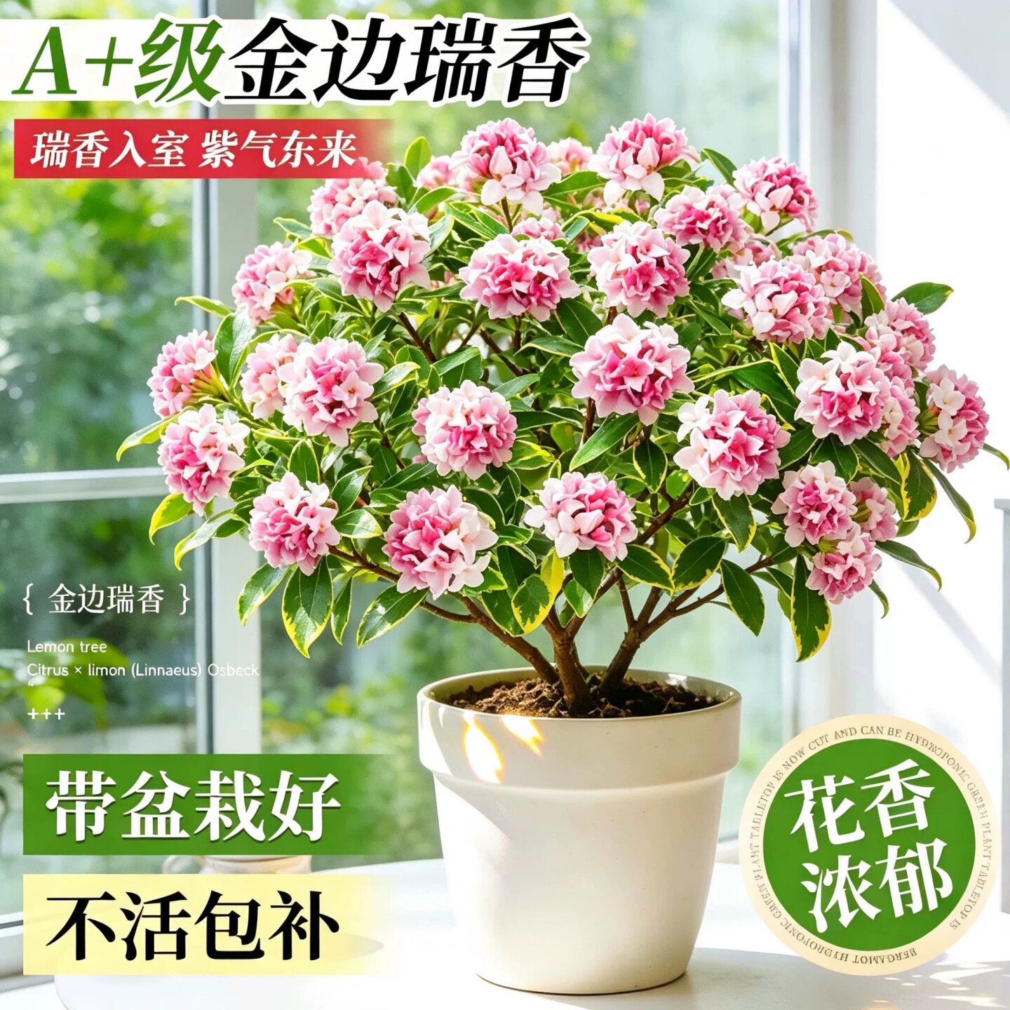 金边瑞香大苗老桩盆栽浓香花卉带花苞耐寒四季绿植客厅室内观赏盆