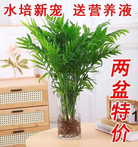 水培袖珍椰子室内绿植凤尾竹