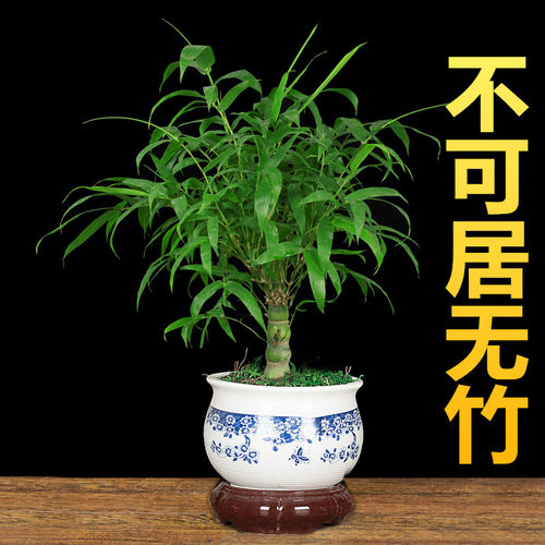 佛肚竹盆栽罗汉小型矮化景葫